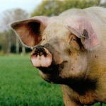 Belangrijke oproep! Virusziekte bij varkens in BY