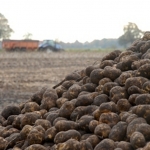 Aardappel en inflatie Wit Rusland