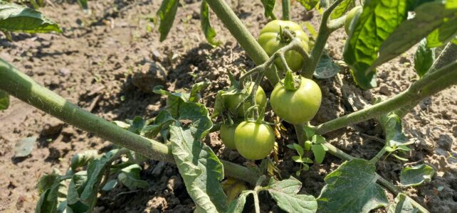 Wat groeit alles goed