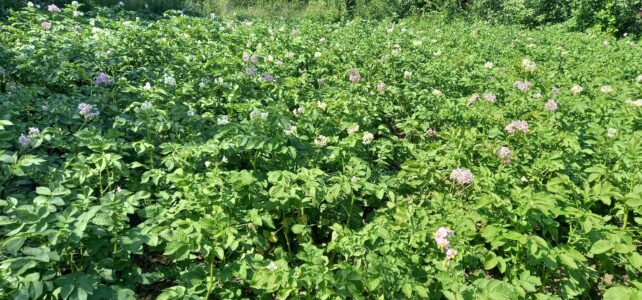 Wachten op een geweldige oogst