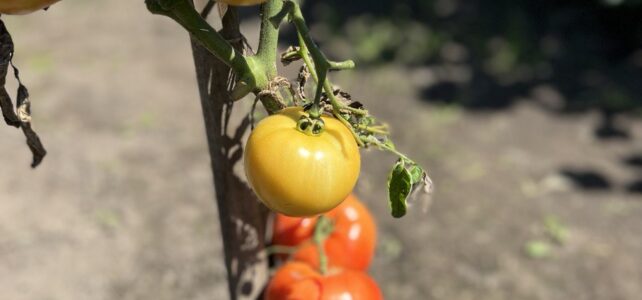 Slecht EEN procent zien jullie op multimedia van de oorlog. Slecht EEN procent zien jullie op multimedia van de oorlog.